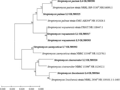 Root Morphogenesis of Arabidopsis thaliana Tuned by Plant Growth-Promoting Streptomyces Isolated From Root-Associated Soil of Artemisia annua